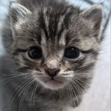 კნუტები 4