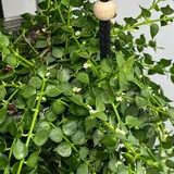 Растение Dichidia Ruscifolia 2
