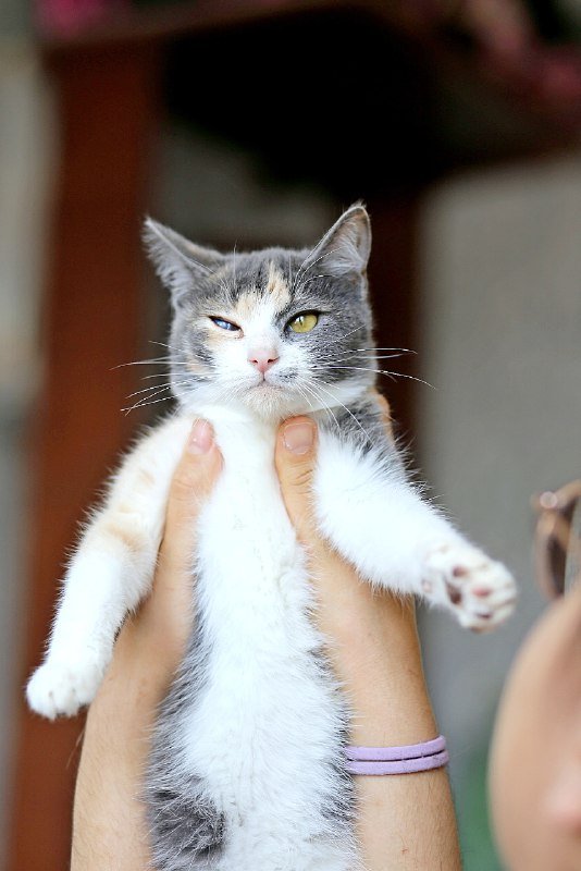 Чупа и Стиви ищут дом