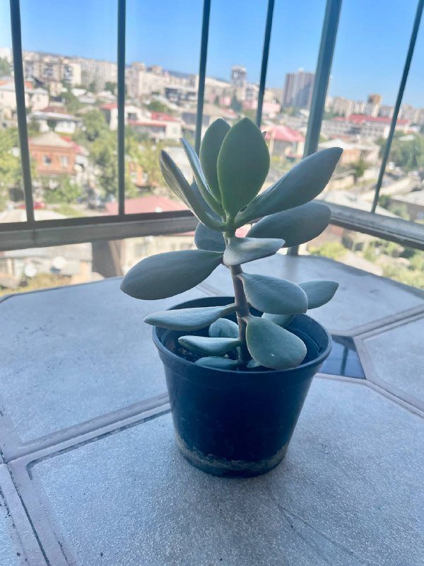 Сансевиерия, Чайная Роза, Канна лилия, Хлорофиум, Герань, Толстянки 8