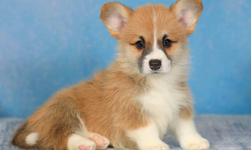 Щенок корги Матисс Анри