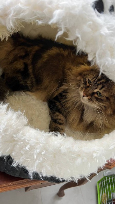Большой домик для кошек и маленьких собак 5