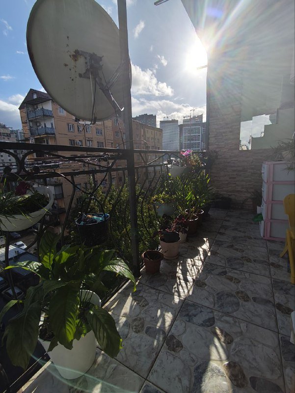 Цветы, комнатные растения 4