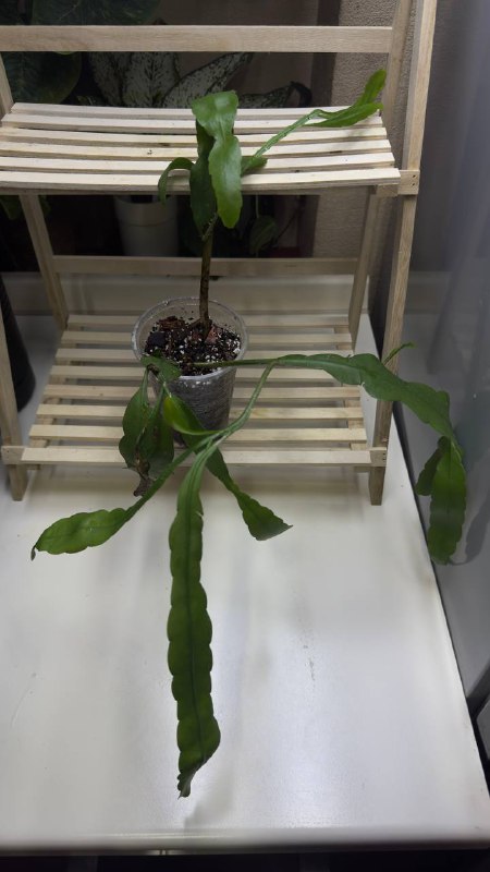 Collection of Philodendron and other plants 7