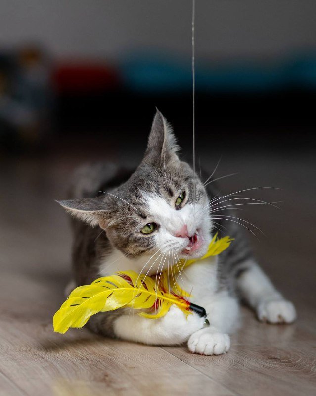 Кошка Гаечка для доброго дома 3