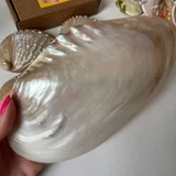 Большая ракушка 3
