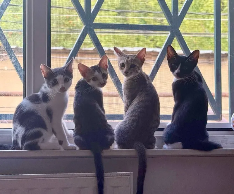 Котята 1