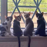 Котята 1