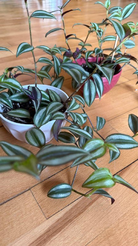 Традесканция, сансевиерия в керамических горшках