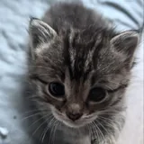 კნუტები 5