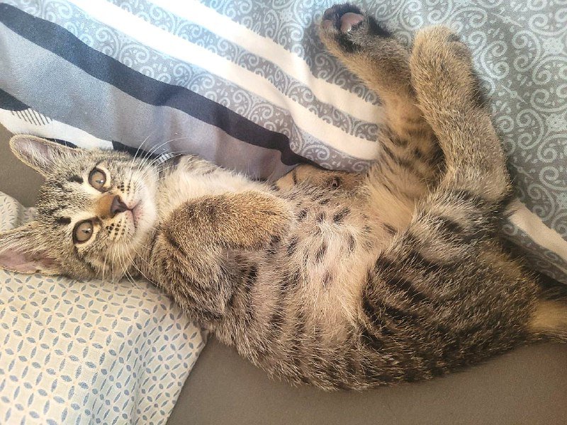 Мини-тигрица котенок ищет дом 2