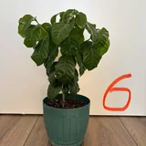 Комнатные растения, полка 6