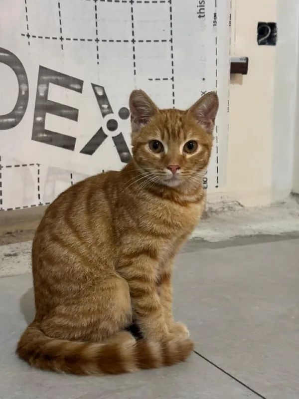 Рыжий котенок 1