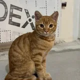 Рыжий котенок 1