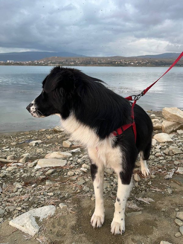 Шлейка для крупной или средней собаки и поводок 2