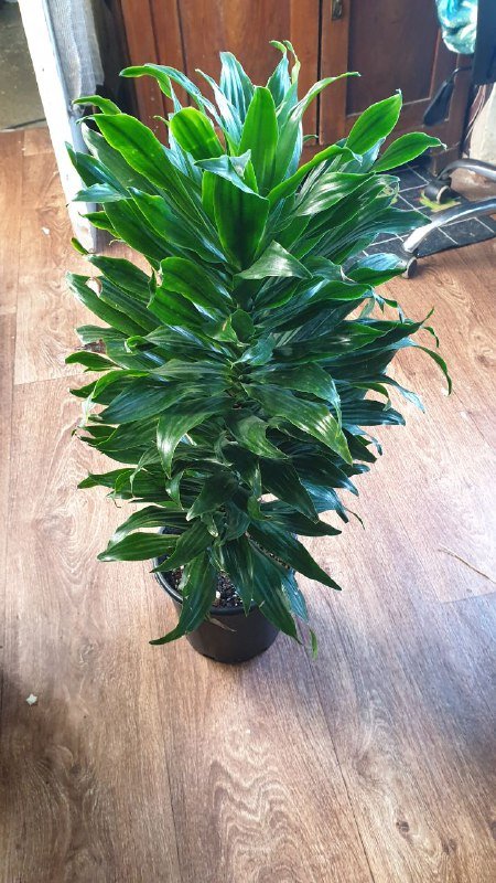 Шефлера, Хеппи лив, Санса, Аглаонема, Филодендрон неон, Замиокулькас черный, Драцена 7