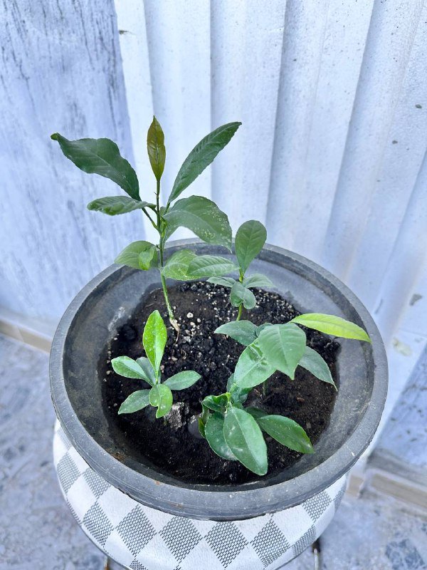 Комнатные растения: традесканция зебрина, кофе арабика, цитрусы, авокадо, цикламены, азалия розовая, мини-хризантемы 10