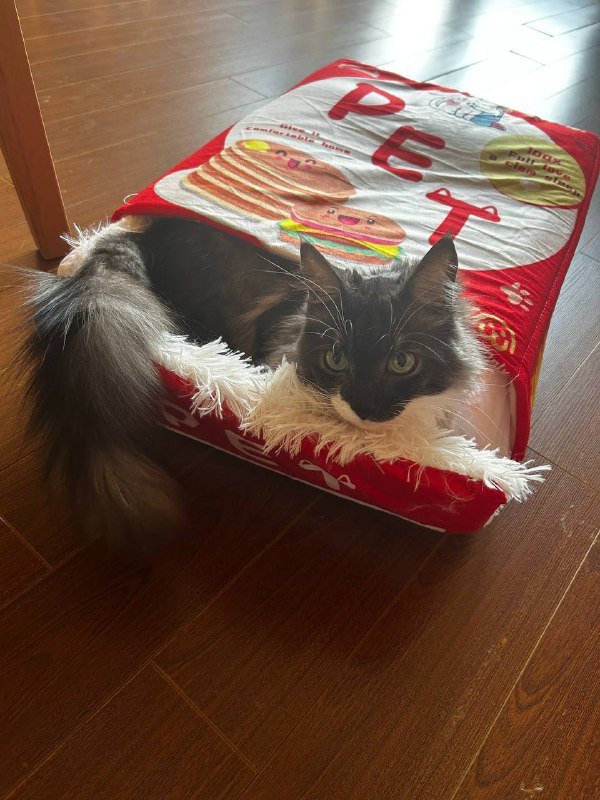 лежанка-коробка для кота 3