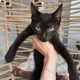 Котенок 1