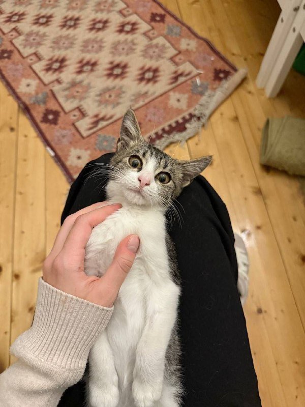 Котёнок тигровый таби с белым, 3 месяца