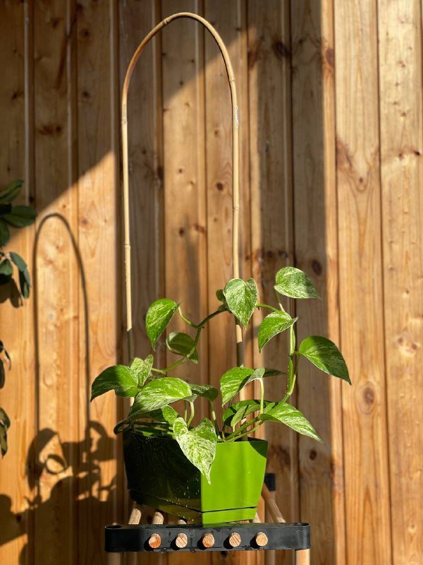 Эпипренум домашнее растение 2