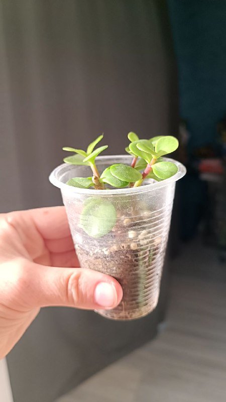 Растения Каланхоэ, Граптоседум, Крассула 10