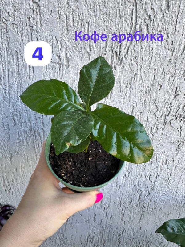 Традесканция зебрина, кофе арабика, цитрус комнатные растения 2