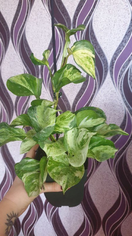 Драцена, Филодендрон, Хеппи лив, Диффенбахия, Аглаонема, Нолина, Сциндапсус, Монстера, Марбл квин, Сансевиерия 3