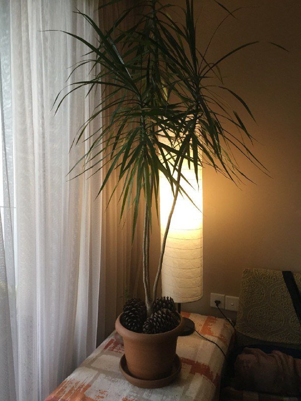 Роликовые коньки мужские размер 45 - 46 2