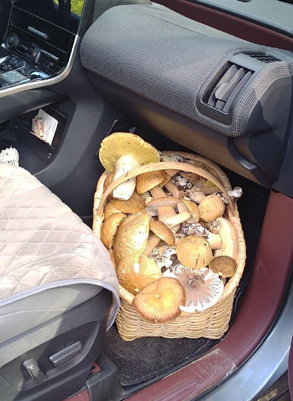 Свежие лесные грибы боровики, рыжики, опята до 8 кг