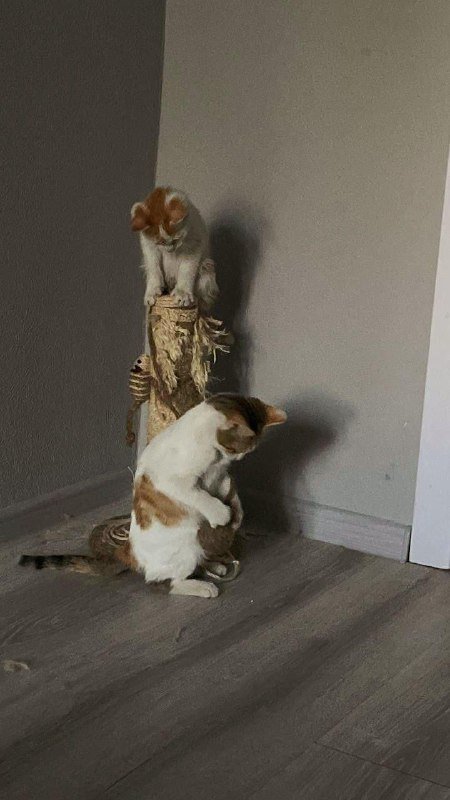 Котята белые с пятнышками в добрые руки 5