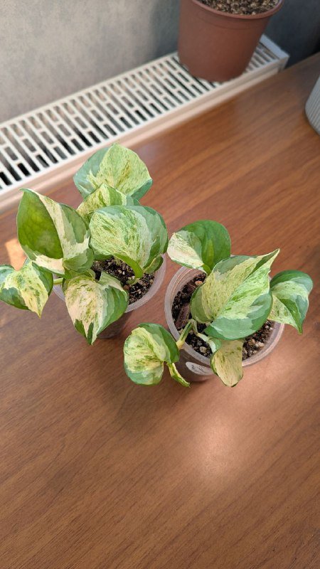 Сингониум, эпипремнум, бегония 3