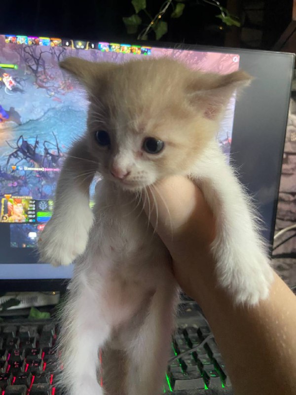 котенок