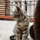 Котенок табби 2