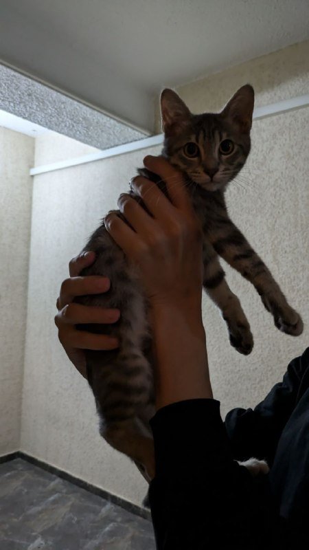 Кошечка Миледи Роби для заботливых хозяев 3