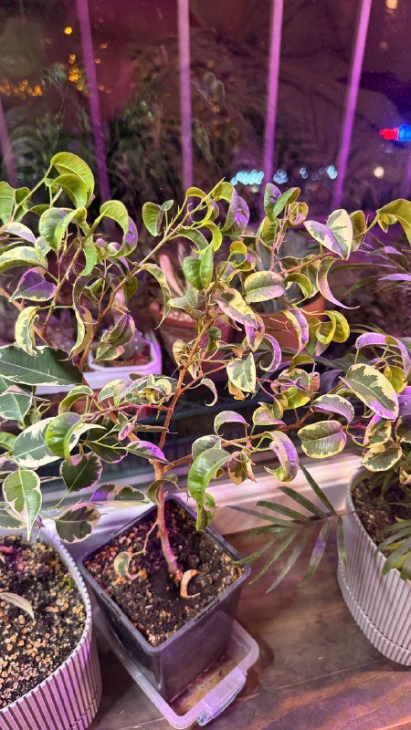 Аглаонема, Сингониум, Филодендрон, Рафидофора, Фикус вариегатный, Драцена большая 6