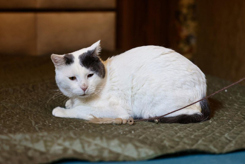 трёхцветный кот Пако