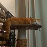 Рыже-белая кошечка ищет дом 4