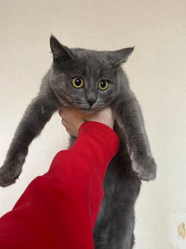 Отдам в добрые руки кота