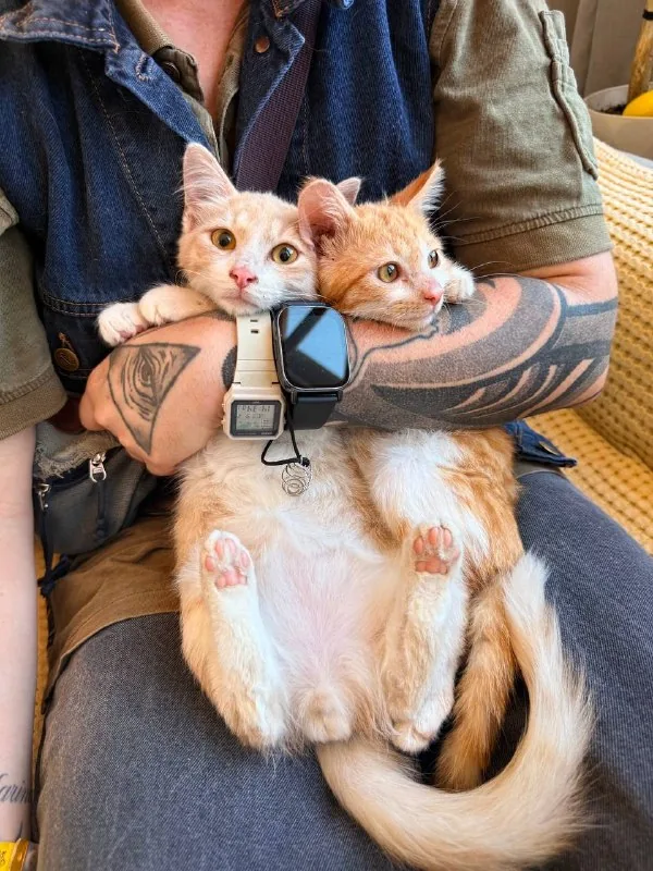 Котята Пряник и Печенька 1