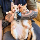 Котята Пряник и Печенька 1