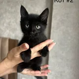Котята, два братика 3