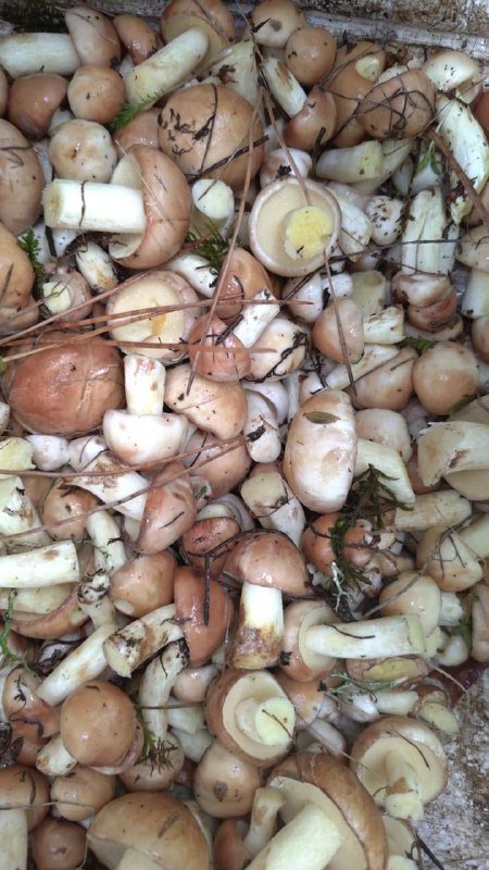 Молочные маслята свежие грибы