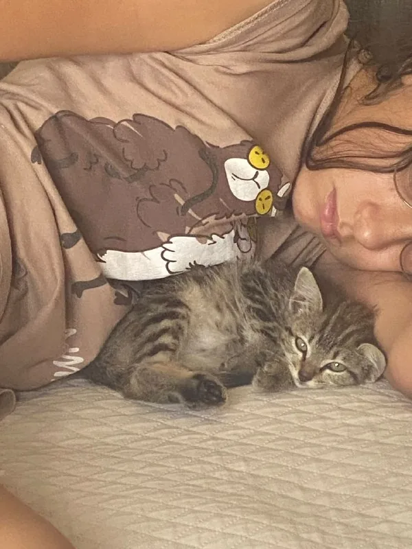 Котенок в добрые руки 1