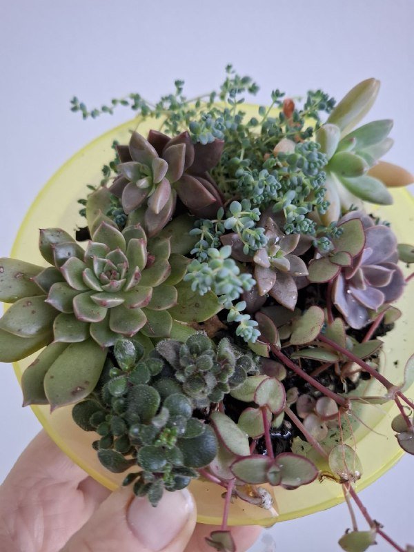 Суккуленты, монстеры разных размеров