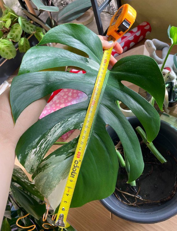 Крупные листья монстеры Альбы, черенок с корнями, домашнее растение 2