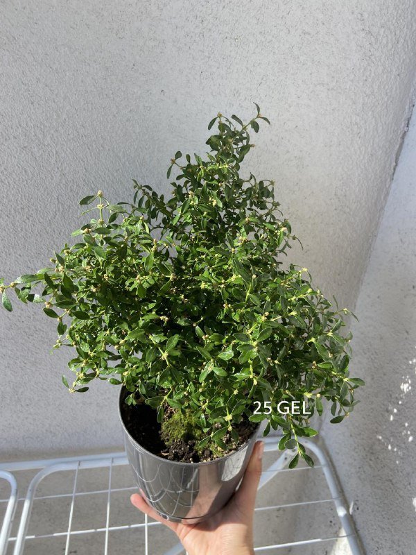 Различные домашние текстильные и декоративные предметы 7