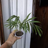 Комнатные растения 8