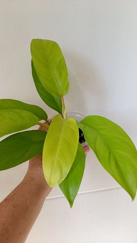 Филодендрон Голди Лок растение 3