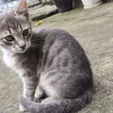 Котята ищут дом 6